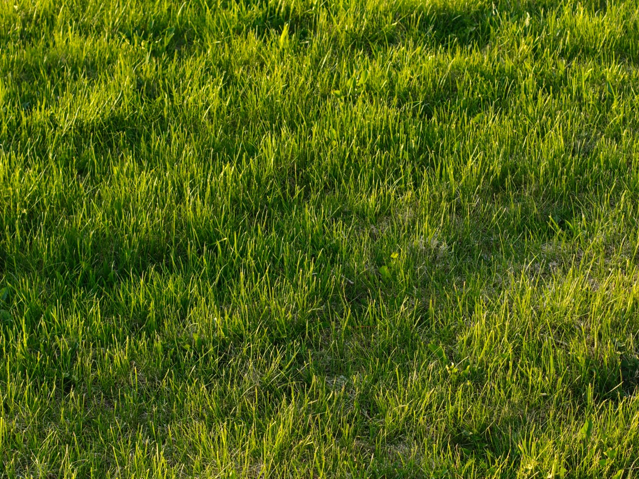 Grass